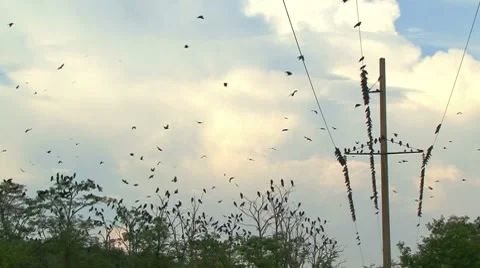 Flock of Ravens on a Electricity Pylon Stockbeeldmateriaal 7737617