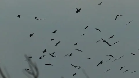 A flock of ravens flies in slow motion. Stock Footage 144151008