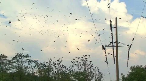 Flock of Ravens Stockbeeldmateriaal 7737610