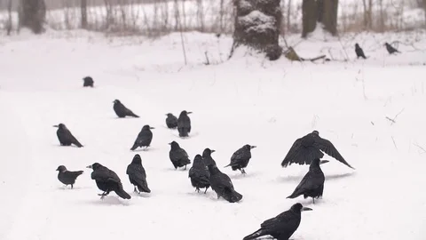 Flock of Ravens Taking Off Stock Footage 87794172