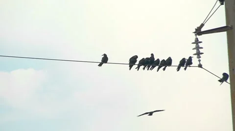 Flock of Ravens on a Wire Stockbeeldmateriaal 7737607