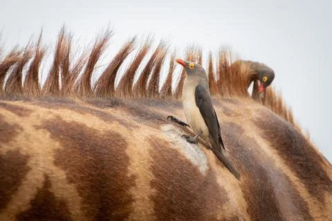 A flock of red billed oxpeckers, Buphagus erythrorhynchus, sit on the back of Stock Photos