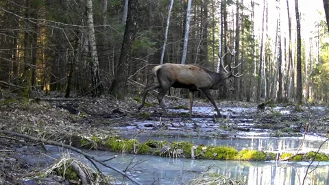 A flock of red deer crosses the path in the swamp in front of the trail camera. Stock Footage 193361630