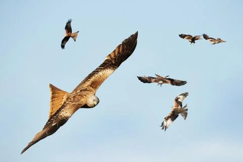 Flock of Red kites in flight Stock Photos