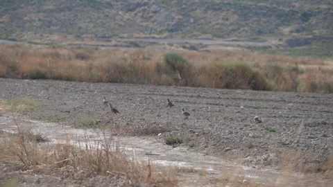 Flock of Red-Legged Partridges Running - 480 Stock Footage 311019673
