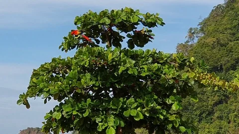 A flock of red macaw parrots eat almond tree nuts Stock Footage 120359667
