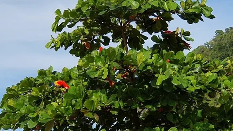 A flock of red macaw parrots eat almond tree nuts Stock Footage 120360311