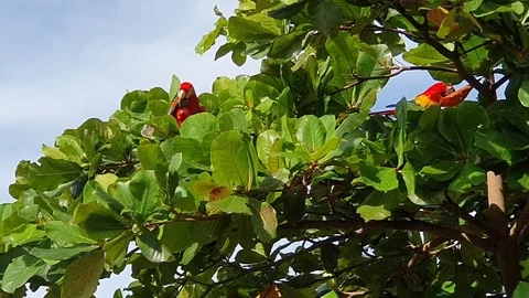 A flock of red macaw parrots eat almond tree nuts Stock Footage 120360695