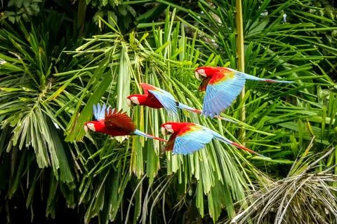 Flock of red parrot in flight. Macaw flying, green vegetation in background.  Stock Photos