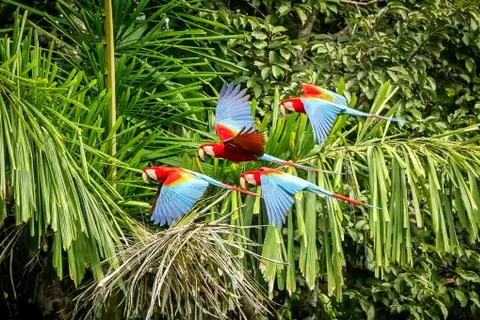 Flock of red parrot in flight. Macaw flying, green vegetation in background.  Stock Photos