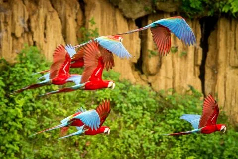 Flock of red parrot in flight. Macaw flying, green vegetation in background.  Stock Photos