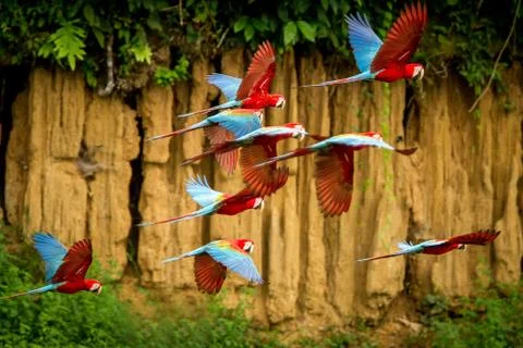 Flock of red parrot in flight. Macaw flying, green vegetation in background.  Stock Photos