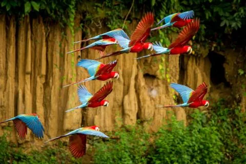 Flock of red parrot in flight. Macaw flying, green vegetation in background.  Stock Photos