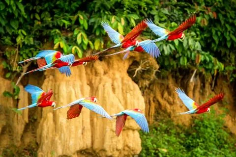 Flock of red parrot in flight. Macaw flying, green vegetation in background.  Stock Photos