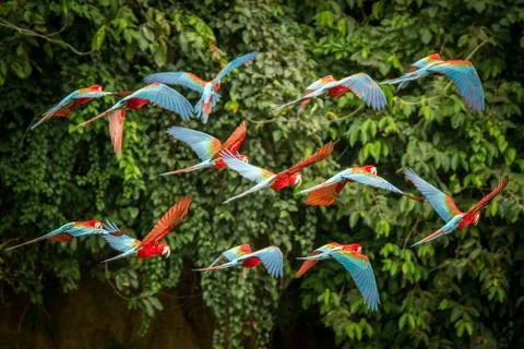 Flock of red parrot in flight. Macaw flying, green vegetation in background.  Stock Photos