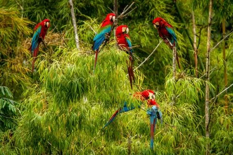 Flock of red parrots sitting on branches. Macaw flying, green vegetation in b Stock Photos