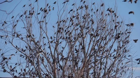 A Flock of Red Winged Black Birds Taking Off in Slowmo Stock Footage 86185224
