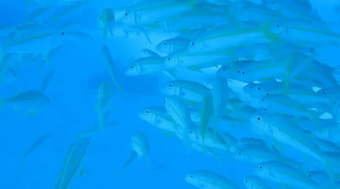 A flock of reef fish in the water column Stock Footage 36973417