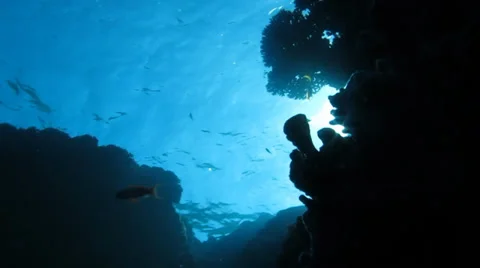 A flock of reef fish in the water column Stock Footage 36996330
