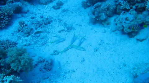 A flock of reef fish in the water column Stock Footage 36996361