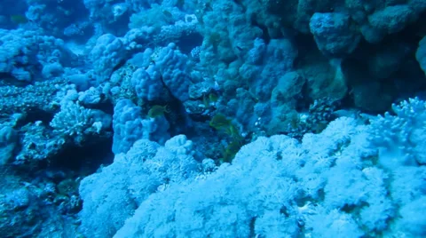 A flock of reef fish in the water column Stock Footage 37000209