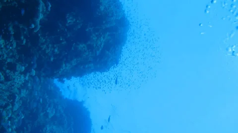 A flock of reef fish in the water column Stock Footage 37019985