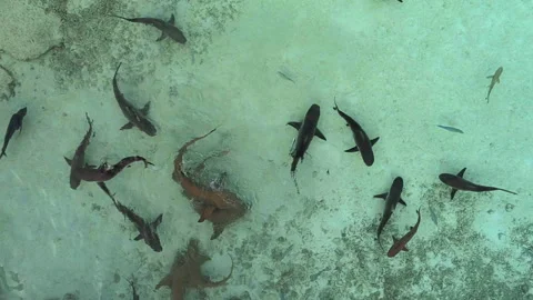A flock of reef sharks of various sizes swims in shallow water in clear sea Stock-Footage 225712495