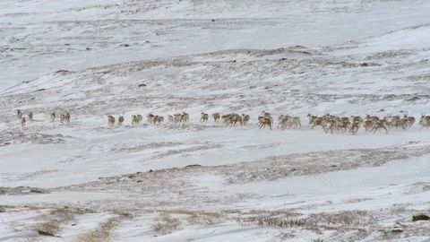 A flock of reindeer running full speed through the snow and rugged terrain Video stock 107375434