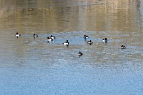 Flock with resting Tufted Ducks Stock Photos