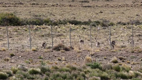 A flock of rhea chicks running and passing through a fence Vídeos de archivo 345664786