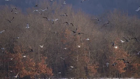 Flock of Ring-Billed Gulls Flying Next to River Bank Video stock 277173786