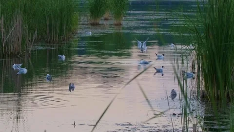 Flock of River Gulls on Ros River, Ukraine at Sunset Stock Footage 326386774