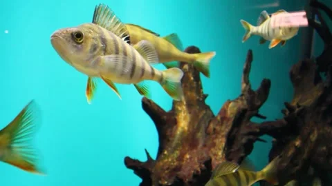 A flock of river perch in the aquarium. a fish swims on a blue background. visit Stock Footage 158107828