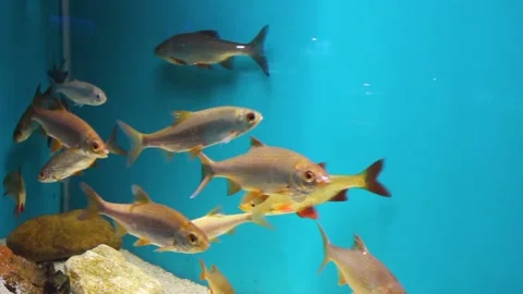 A flock of river roach fish in the aquarium. a fish swims on a blue background Stock Footage 158107851