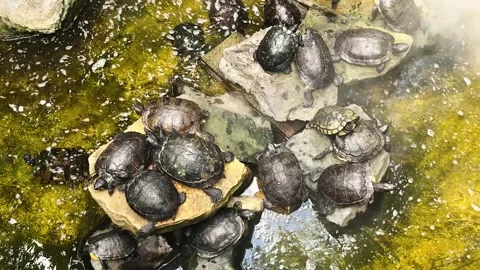 Flock of river turtles sit lies and rests on rocks stone in water of river swamp Stock Footage 346297096