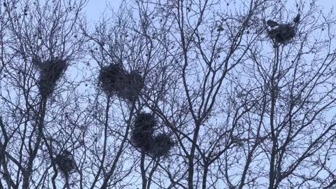 Flock of rooks, crows work together to build sturdy nests in trees, showcas.. Stock Footage 324762083