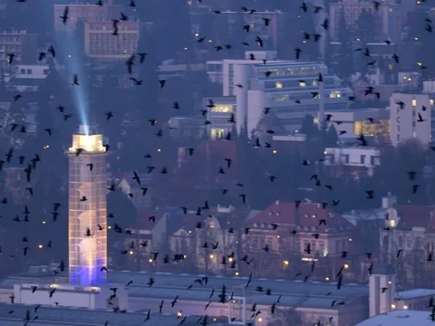 Flock of rooks in the evening Stock Footage 83910390