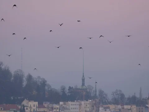 Flock of rooks in the evening Video stock 83910716