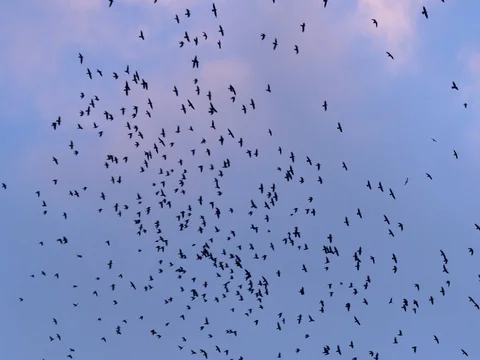 Flock of rooks in the evening Stock-Footage 85268885