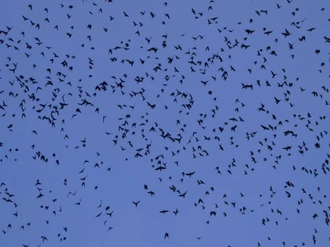Flock of rooks in the evening Stock-Footage 85281295