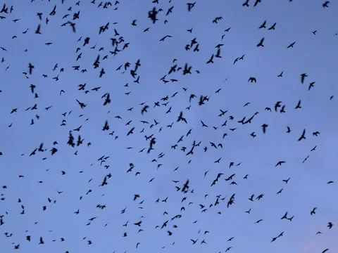 Flock of rooks in the evening Stock Footage 85281492
