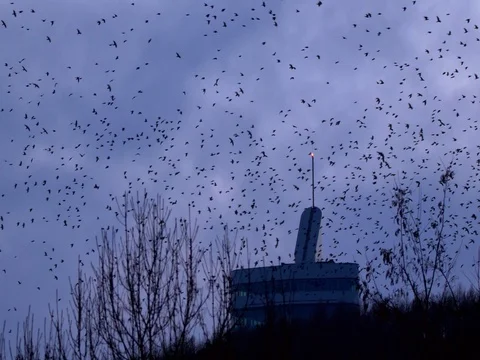 Flock of rooks flying around a building Video stock 85281753