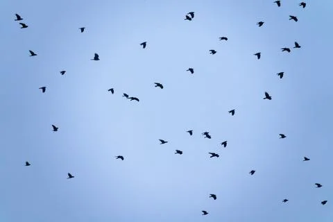 A flock of rooks in the sky Stock Photos
