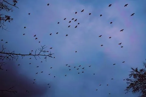 A flock of rooks in the sky Stock Photos