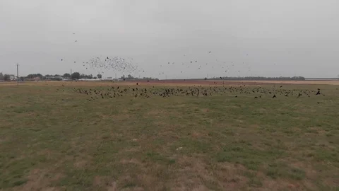Flock of Rooks Taking Off Stock Footage 99289983