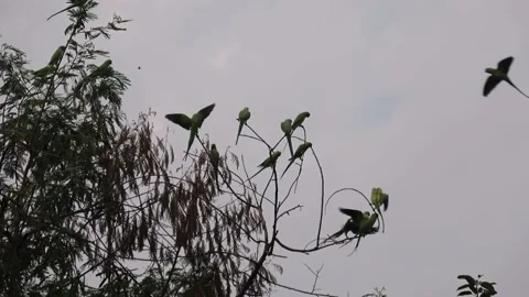 Flock of Rose-ringed parakeet on a dry tree in Agra Uttar Pradesh india Stock Footage 205624855
