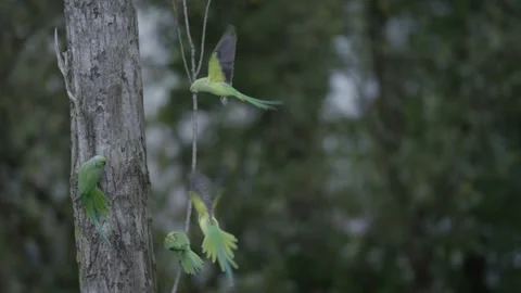 Flock of Rose-ringed parakeet flying around and landing on a branch of same tree Stock Footage 253203586