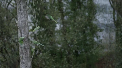Flock of Rose-ringed parakeet perched; One bird takes off and land on the branch 库存影片 253203687
