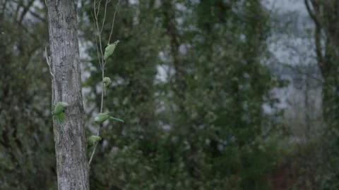 Flock Rose-ringed parakeet perched. Two birds fly away, in The Hague. 스톡 동영상 253204057