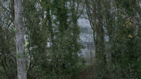 Flock of Rose-ringed parakeet perched; One bird takes off and land on the branch Stock Footage 253204520